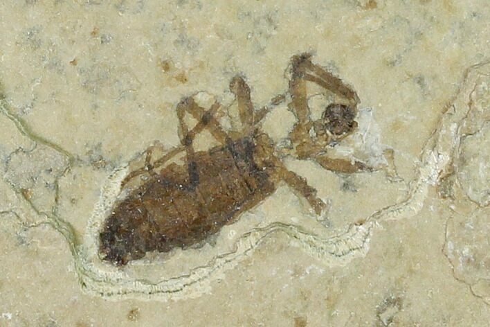 Fossil March Fly (Plecia) - Green River Formation #135881